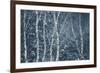 Winter Birches-Doug Chinnery-Framed Giclee Print