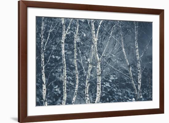 Winter Birches-Doug Chinnery-Framed Giclee Print