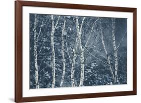 Winter Birches-Doug Chinnery-Framed Giclee Print