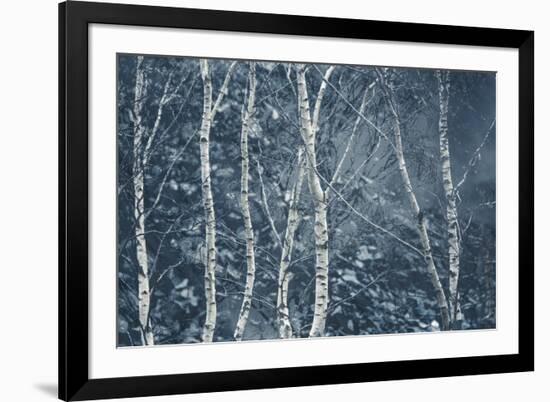 Winter Birches-Doug Chinnery-Framed Giclee Print