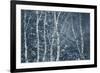 Winter Birches-Doug Chinnery-Framed Giclee Print