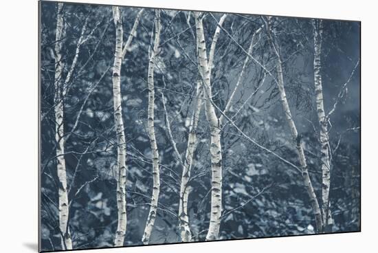 Winter Birches-Doug Chinnery-Mounted Giclee Print