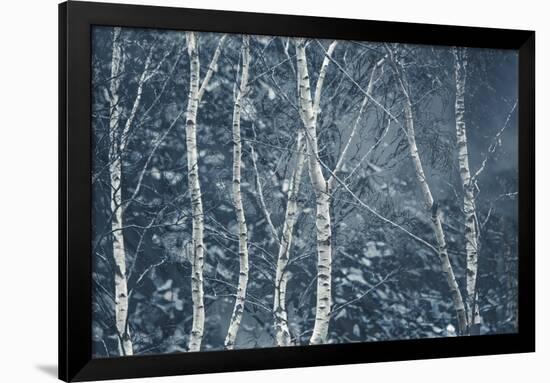 Winter Birches-Doug Chinnery-Framed Giclee Print