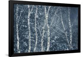 Winter Birches-Doug Chinnery-Framed Giclee Print