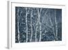 Winter Birches-Doug Chinnery-Framed Giclee Print