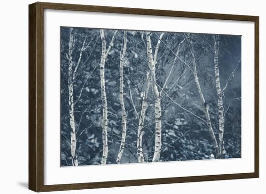 Winter Birches-Doug Chinnery-Framed Giclee Print