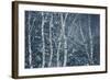 Winter Birches-Doug Chinnery-Framed Giclee Print