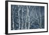 Winter Birches-Doug Chinnery-Framed Giclee Print