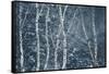 Winter Birches-Doug Chinnery-Framed Stretched Canvas