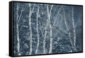 Winter Birches-Doug Chinnery-Framed Stretched Canvas