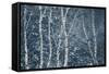 Winter Birches-Doug Chinnery-Framed Stretched Canvas