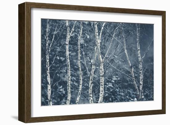 Winter Birches-Doug Chinnery-Framed Giclee Print