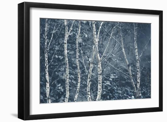 Winter Birches-Doug Chinnery-Framed Giclee Print