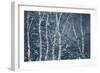 Winter Birches-Doug Chinnery-Framed Giclee Print