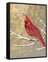 Winter Birds Cardinal Color-Beth Grove-Framed Stretched Canvas