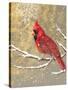 Winter Birds Cardinal Color-Beth Grove-Stretched Canvas