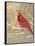 Winter Birds Cardinal Color-Beth Grove-Framed Stretched Canvas