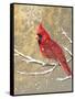 Winter Birds Cardinal Color-Beth Grove-Framed Stretched Canvas