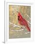 Winter Birds Cardinal Color-Beth Grove-Framed Art Print