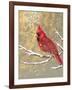 Winter Birds Cardinal Color-Beth Grove-Framed Art Print