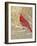 Winter Birds Cardinal Color-Beth Grove-Framed Art Print