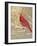 Winter Birds Cardinal Color-Beth Grove-Framed Art Print