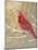 Winter Birds Cardinal Color-Beth Grove-Mounted Art Print