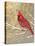 Winter Birds Cardinal Color-Beth Grove-Stretched Canvas