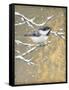 Winter Birds Chicadee Neutral-Beth Grove-Framed Stretched Canvas