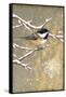 Winter Birds Chickadee Color-Beth Grove-Framed Stretched Canvas