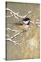 Winter Birds Chickadee Color-Beth Grove-Stretched Canvas