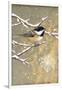 Winter Birds Chickadee Color-Beth Grove-Framed Art Print