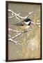 Winter Birds Chickadee Color-Beth Grove-Framed Art Print