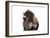 Winter Bison, Yellowstone-Jason Savage-Framed Art Print