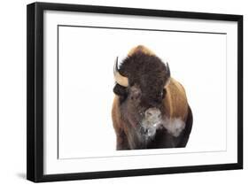 Winter Bison, Yellowstone-Jason Savage-Framed Art Print