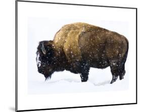 Winter Bison-Jason Savage-Mounted Art Print