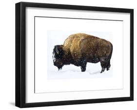 Winter Bison-Jason Savage-Framed Giclee Print