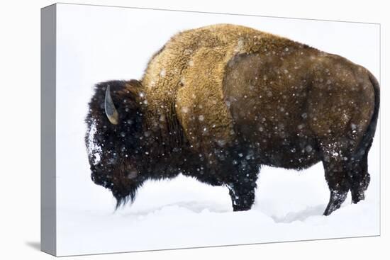 Winter Bison-Jason Savage-Stretched Canvas