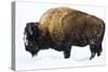 Winter Bison-Jason Savage-Stretched Canvas