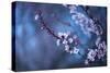 Winter Bloom of Blackthorn Tree-Shutterjack-Stretched Canvas