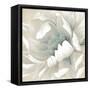 Winter Blooms II-Carol Robinson-Framed Stretched Canvas