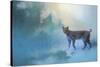 Winter Bobcat-Jai Johnson-Stretched Canvas