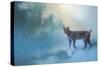 Winter Bobcat-Jai Johnson-Stretched Canvas