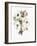 Winter Bouquet 2-Megan Swartz-Framed Art Print