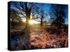 Winter Bracken in Richmond Park-Alex Saberi-Stretched Canvas