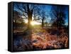 Winter Bracken in Richmond Park-Alex Saberi-Framed Stretched Canvas