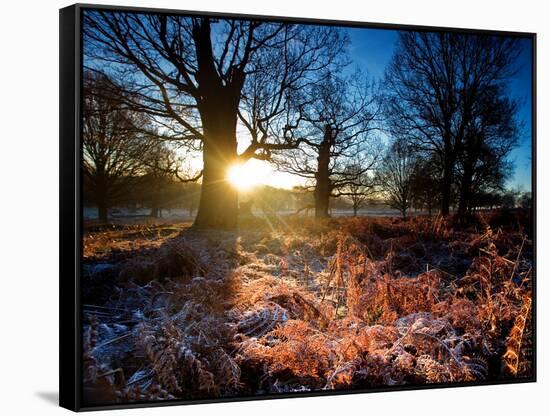 Winter Bracken in Richmond Park-Alex Saberi-Framed Stretched Canvas