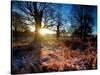 Winter Bracken in Richmond Park-Alex Saberi-Stretched Canvas