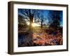 Winter Bracken in Richmond Park-Alex Saberi-Framed Photographic Print