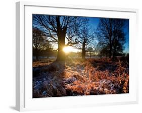 Winter Bracken in Richmond Park-Alex Saberi-Framed Photographic Print